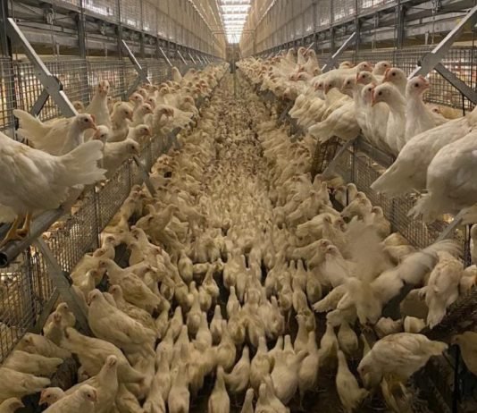 Agrotop to Present Advanced Vertical Integration Poultry Solutions at VIV MEA 2021