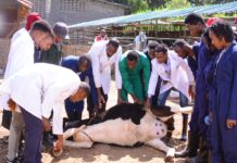 FAO supports ECOWAS to mobilize animal health networks across West Africa FAO supports ECOWAS to mobilize animal health networks across West Africa