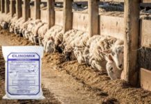 Mineral product eliminates mycotoxins