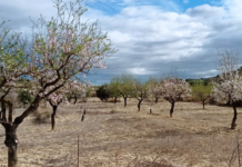 The introduction of perennial plants among rainfed almond trees helps to mitigate climate change