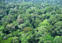 Gabon launches ForestLAB initiative for forest monitoring Gabon launches ForestLAB initiative for forest monitoring