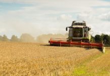 New rules will ease gene editing crop research in UK