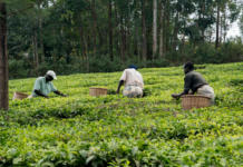 Part 1: More money into African agriculture and on the contrary, more hunger for Africa Rwanda, Ghana launch trade forum to boost AcFTA deal