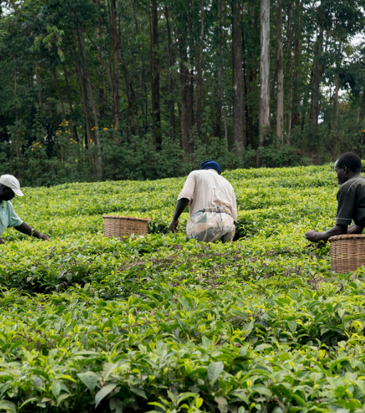 Rwanda, Ghana launch trade forum to boost AcFTA deal to double lending to agriculture sector