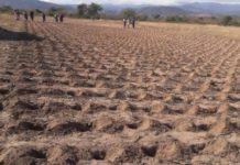 Pfumvudza at a Crossroads in Zimbabwe Zimbabwe adopts Pfumvudza concept