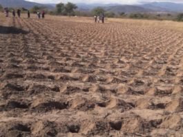 Zimbabwe farmers must prepare now as El Niño raises drought risk Zimbabwe adopts Pfumvudza concept
