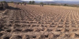 Zimbabwe farmers must prepare now as El Niño raises drought risk Zimbabwe adopts Pfumvudza concept