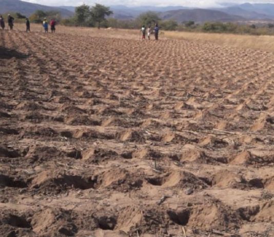 Pfumvudza at a Crossroads in Zimbabwe Zimbabwe adopts Pfumvudza concept