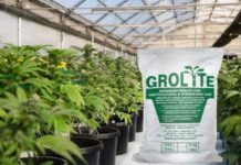 The advantages of Perlite in cannabis farming