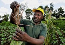 Climate change to force crop switch for small farmers Climate change to force crop switch for small farmers