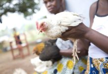 The importance of measuring biosecurity in animal production.