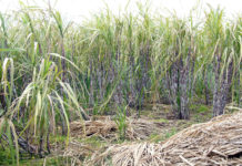 Kenya to revive sugarcane farming in Kericho County Kenya to revive sugarcane farming in Kericho County