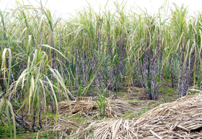 Kenya to revive sugarcane farming in Kericho County