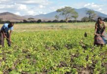 Agribank Namibia adds 1300 farmers to loan book Agribank Namibia adds 1300 farmers to loan book