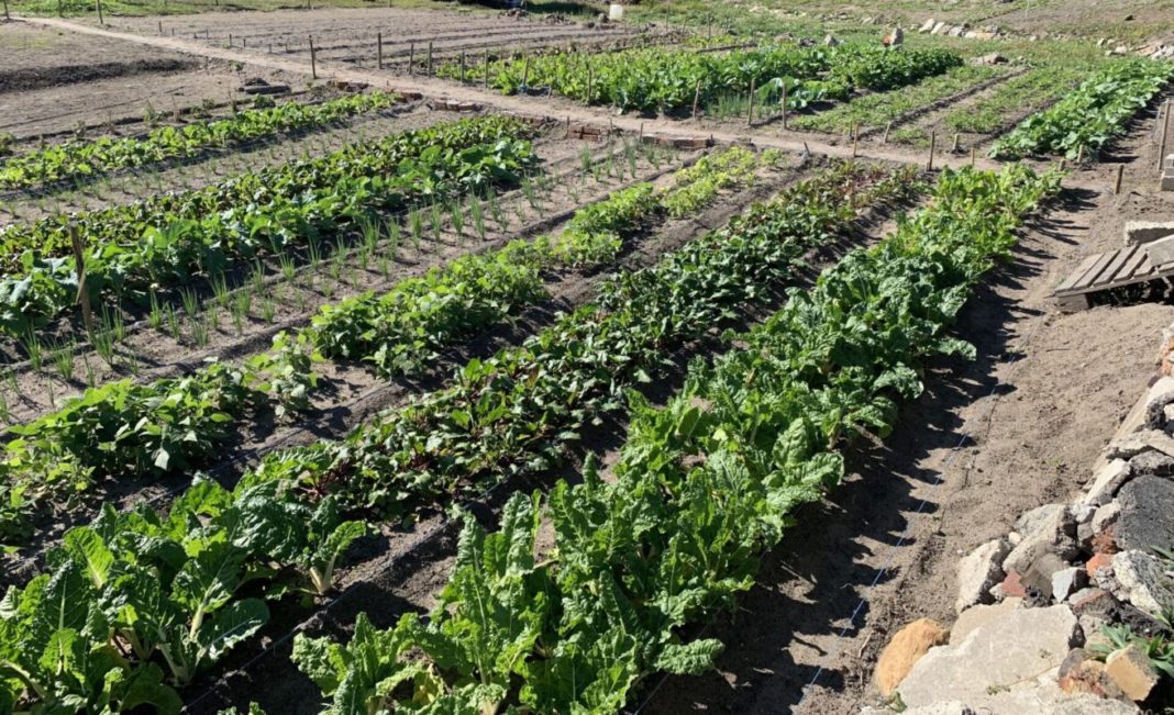 Bellville's first urban food garden spring harvest brings new hope ang ...