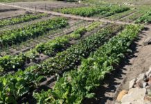 Agriculture sector in Zimbabwe hit target Agriculture sector in Zimbabwe hit target