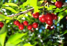 Ceres is the cherry on the top in terms of hectares planted.