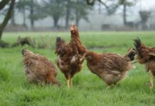 High quality genetics to realize the full value