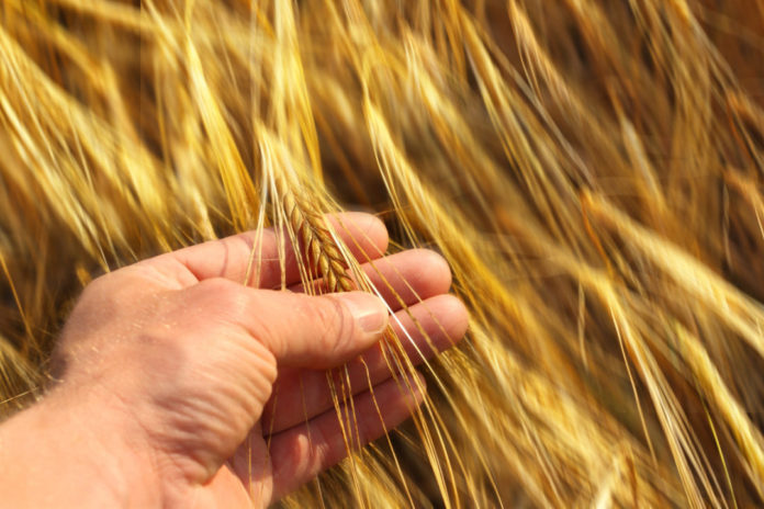 Demetra supplies 60,000 t of wheat to Algeria
