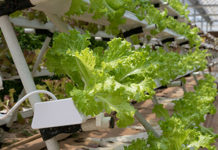 Impacts of introducing hydroponics to Libya’s farms Impacts of introducing hydroponics to Libya’s farms