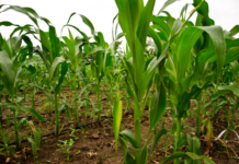 SupPlant Brings AgriTech To 500K Maize-Grower Women In Kenya