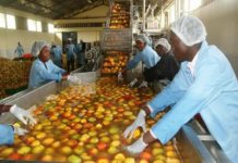 Togo inaugurate first fruit and vegetable processing unit Togo inaugurate first fruit and vegetable processing unit