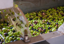 Tunisia receives €6.2M for olive-oil production Tunisia receives €6.2M for olive-oil production