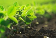 Africa’s second plant breeding conference kicks off in Rwanda Africa’s second plant breeding conference kicks off in Rwanda