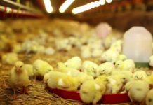 TİKA builds modern poultry farm in Somalia TİKA builds modern poultry farm in Somalia