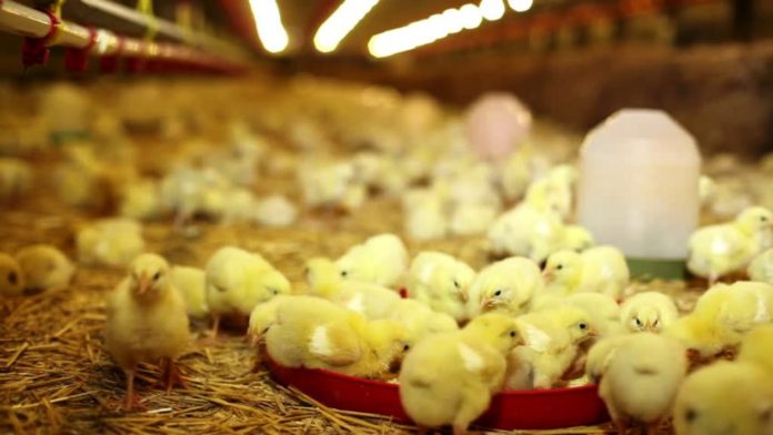 TİKA builds modern poultry farm in Somalia
