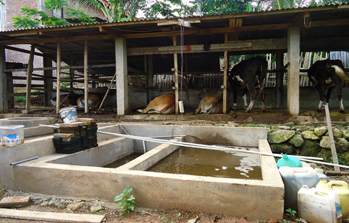 FAO champions integrated crop-livestock-fish farming in Rwanda