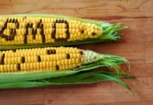 Nigeria grants approval for genetically modified maize Nigeria grants approval for genetically modified maize
