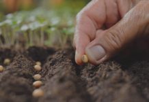 Kenya inks deal subsidized farm inputs AATF harps on smart technologies to improve food supplies