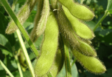 New Research Will Help Africa’s Soybean Farmers