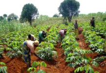 Uganda, Agricycle partners to access global markets through PSFU Borno to invest in RUGA, agricultural projects