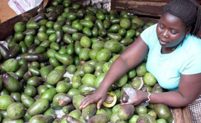 South Africa grants market access to Tanzania's avocado