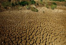 IGAD, FAO call for urgent action to mitigate the impacts of drought across the Horn of Africa IGAD, FAO call for urgent action to mitigate the impacts of drought across the Horn of Africa