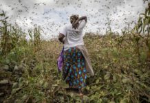 Kenya declared locust-free Kenya declared locust-free