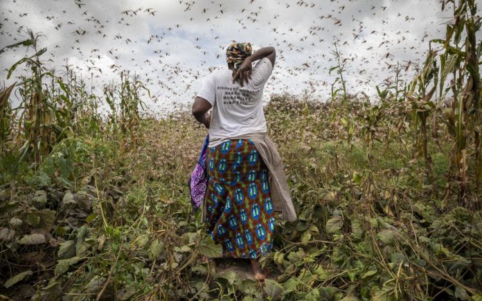 Kenya declared locust-free