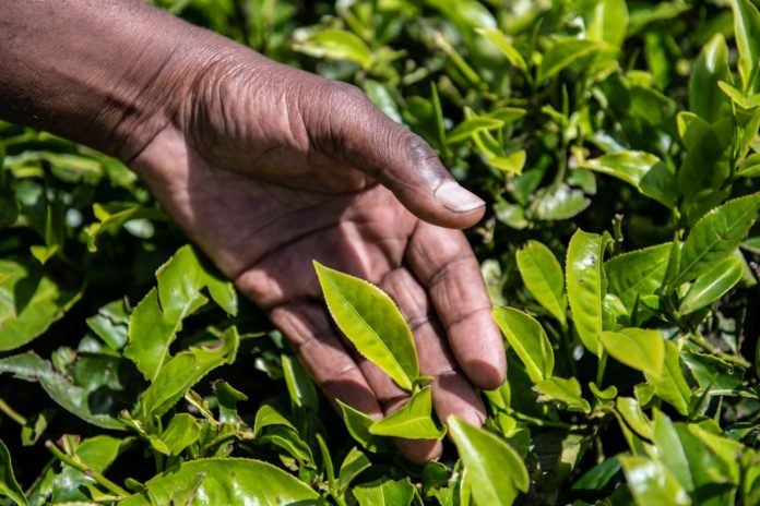 Tanzania to establish stable market for tea