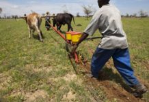 US$275 mln World Bank fund envelopes Zambia’s agriculture Zambia seeks World Bank funding for agriculture development