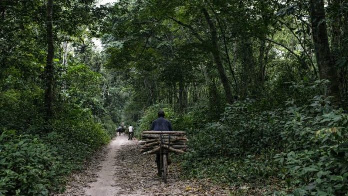 Landmark US $500M agreement launched at COP26 to protect the DR Congo’s Forest