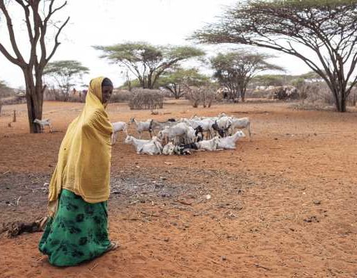 A woman stands near her goats. Saka Junction Garissa Kenya – 04 November 2021 Credit- FAO Patrick Meinhart