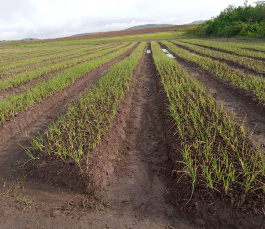 Farmers In Niari To Benefit From Agri Resources Cold Storage Facility