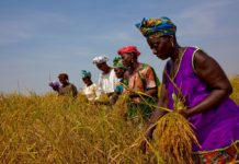 The French Development Agency and the International Fund for Agricultural Development join hands to promote food security and sustainable agriculture in the Republic of The Gambia.