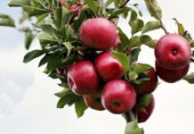 Choose the right fertiliser for pome fruit