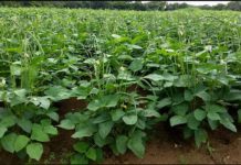 Togo introduces two new varieties of cowpeas to boost national output Togo introduces two new varieties of cowpeas to boost national output