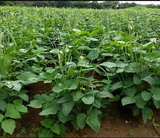 Togo introduces two new varieties of cowpeas to boost national output Togo introduces two new varieties of cowpeas to boost national output