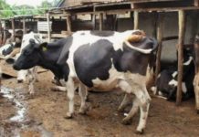 Dairy farmers in Taita Taveta, Kenya receives major boost Dairy farmers in Taita Taveta, Kenya receives major boost