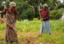 Bill & Melinda Gates Foundation Pledges $315 million to Support Innovations That Help Smallholder Farmers Adapt to Climate Threats